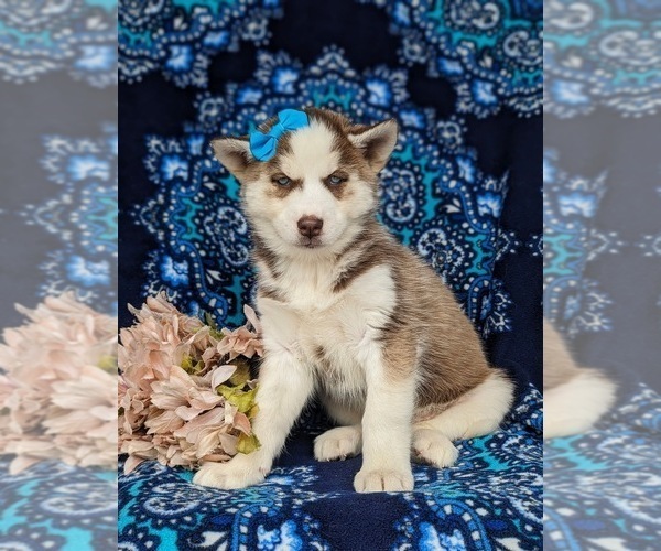 Medium Photo #5 Siberian Husky Puppy For Sale in QUARRYVILLE, PA, USA