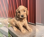 Small #1 Goldendoodle