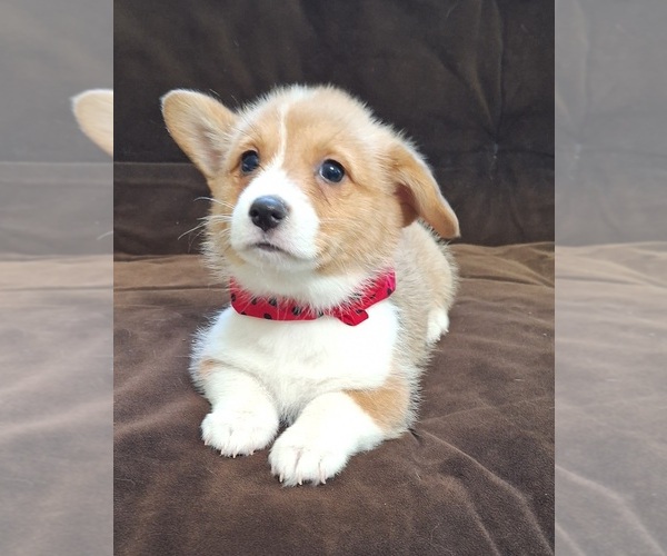 Medium Photo #11 Pembroke Welsh Corgi Puppy For Sale in ARROYO GRANDE, CA, USA