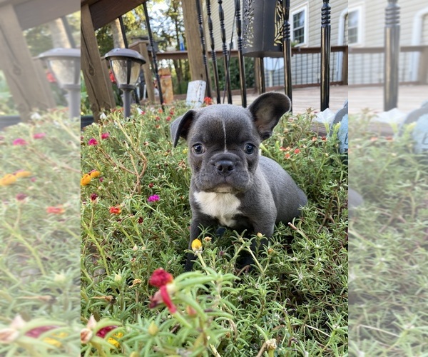 Medium Photo #1 Faux Frenchbo Bulldog Puppy For Sale in FREDONIA, KS, USA