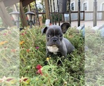 Image preview for Ad Listing. Nickname: Gracie
