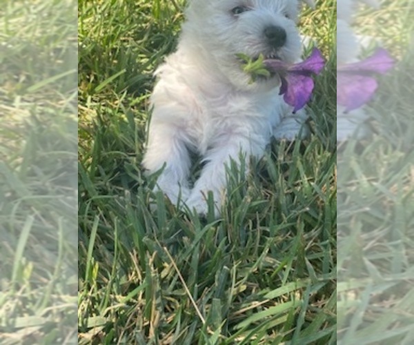 Medium Photo #2 West Highland White Terrier Puppy For Sale in FILLMORE, CA, USA