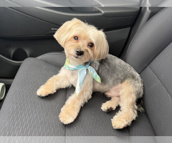 Medium Photo #1 Mutt Puppy For Sale in Spring, TX, USA