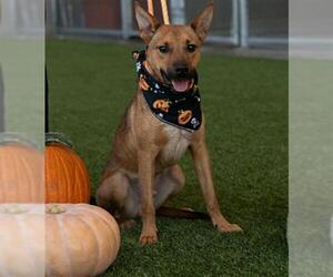 Black Mouth Cur Dogs for adoption in Baytown, TX, USA