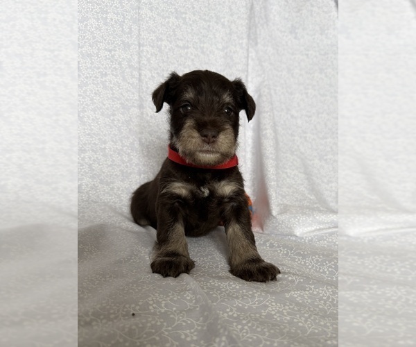 Medium Photo #1 Schnauzer (Miniature) Puppy For Sale in KNOX CITY, MO, USA