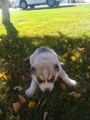 Siberian Husky Puppy for sale in MOSES LAKE, WA, USA