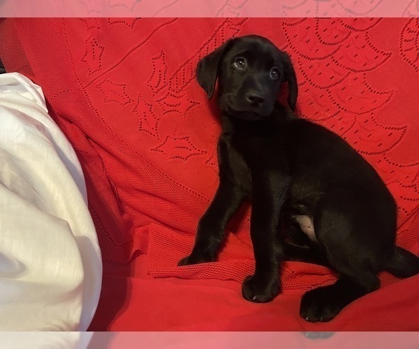 Medium Photo #7 Labrador Retriever Puppy For Sale in REDDING, CA, USA