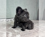 Small #2 French Bulldog