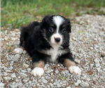 Small #1 Miniature Australian Shepherd
