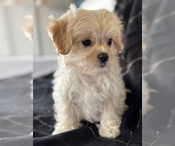 Medium Photo #5 Cav-A-Malt Puppy For Sale in ROCK STREAM, NY, USA