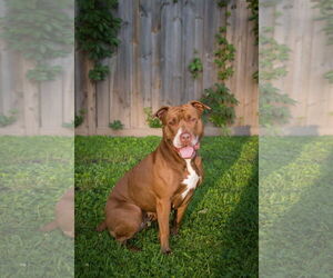 American Pit Bull Terrier-American Staffordshire Terrier Mix Dogs for adoption in Crystal , MN, USA