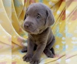 Small Photo #12 Labrador Retriever Puppy For Sale in HOLLY SPRINGS, NC, USA