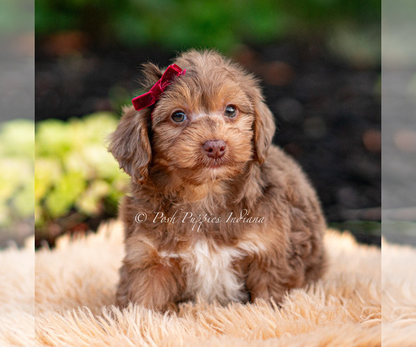 Medium Photo #2 Yorkipoo Puppy For Sale in WARSAW, IN, USA