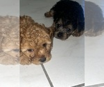 Small #2 YorkiePoo