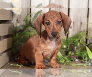 Dachshund Puppy for sale in MOUNT VERNON, OH, USA
