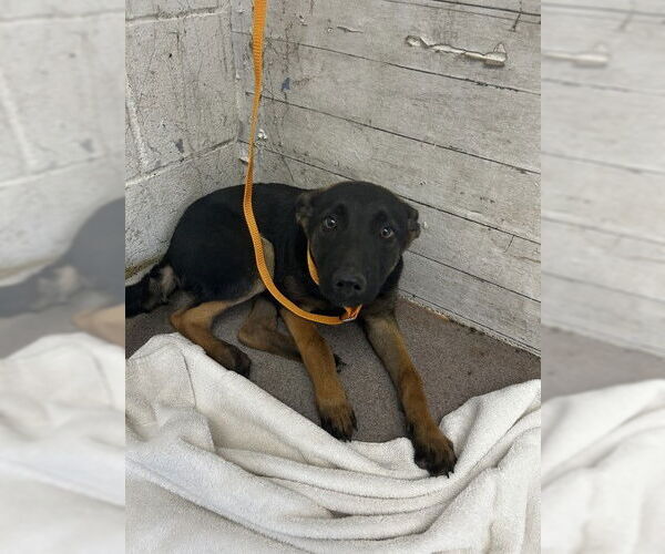 Medium Photo #1 German Shepherd Dog Puppy For Sale in San Bernardino, CA, USA