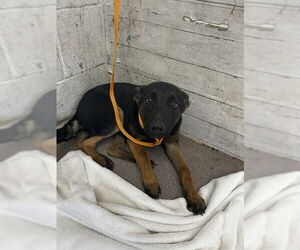 German Shepherd Dog Dogs for adoption in San Bernardino, CA, USA