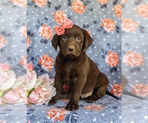Labrador Retriever Puppy for sale in STEWARTSTOWN, PA, USA