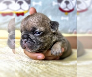 French Bulldog Puppy for Sale in OJAI, California USA