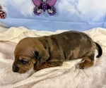 Small #26 Dachshund