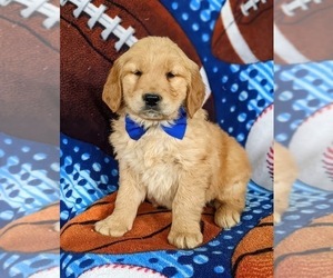 Golden Retriever Puppy for sale in OXFORD, PA, USA