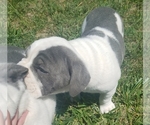 Small Photo #13 Olde English Bulldogge Puppy For Sale in CASCADE, MT, USA