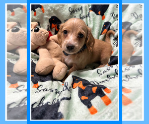 Dachshund Puppy for sale in BENNINGTON, OK, USA