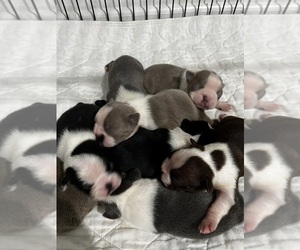 Boston Terrier Puppy for sale in COTTONWOOD, CA, USA