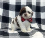 Small #3 ShihPoo