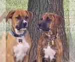 Small #7 Boxer Mix