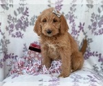 Small Photo #15 Labradoodle Puppy For Sale in LAKELAND, FL, USA