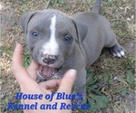 Small #9 American Pit Bull Terrier