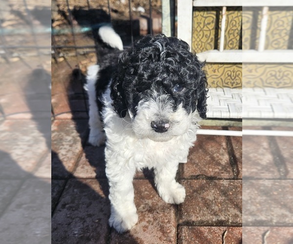 Medium Photo #3 Poodle (Miniature) Puppy For Sale in WHITEWATER, WI, USA