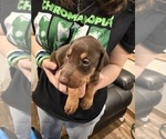 Small #15 Doberman Pinscher