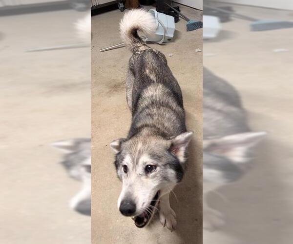 Medium Photo #1 Siberian Husky Puppy For Sale in San Antonio, TX, USA