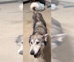 Small Siberian Husky