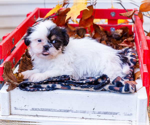 Medium Photo #17 Shih Tzu Puppy For Sale in WAKARUSA, IN, USA
