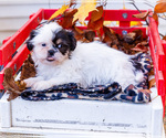 Small #16 Shih Tzu