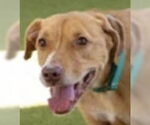 Small #1 Labrador Retriever Mix