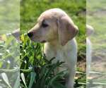 Small Photo #7 Labrador Retriever Puppy For Sale in CHARITON, IA, USA