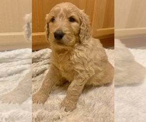 Goldendoodle Puppy for sale in N HIGHLANDS, CA, USA