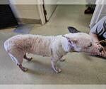 Small #3 American Pit Bull Terrier-Catahoula Leopard Dog Mix