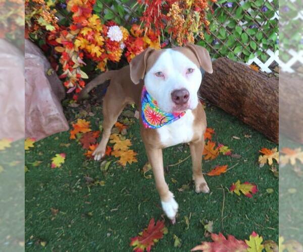 Medium Photo #1 American Pit Bull Terrier-Unknown Mix Puppy For Sale in Oklahoma City, OK, USA