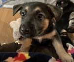 Small Photo #10 German Shepherd Dog Puppy For Sale in MERRITT IS, FL, USA