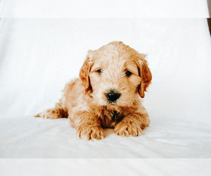 Goldendoodle Puppy for Sale in LIVINGSTON, Texas USA