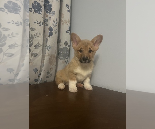 Medium Photo #16 Pembroke Welsh Corgi Puppy For Sale in DURHAM, CT, USA