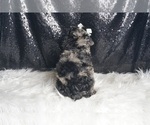 Small Photo #31 Poodle (Toy) Puppy For Sale in WARSAW, IN, USA