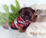 Small #4 Shorkie Tzu