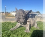 Small #5 French Bulldog
