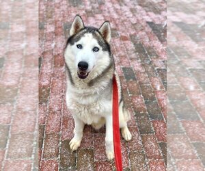 Skylar *foster needed* - Male - Mix Dog for Adoption - Photo #14